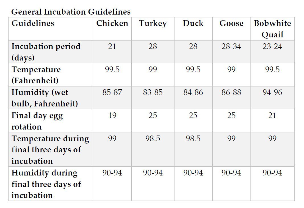 Quail Egg Incubation Chart